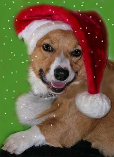 Tucson's holiday pets