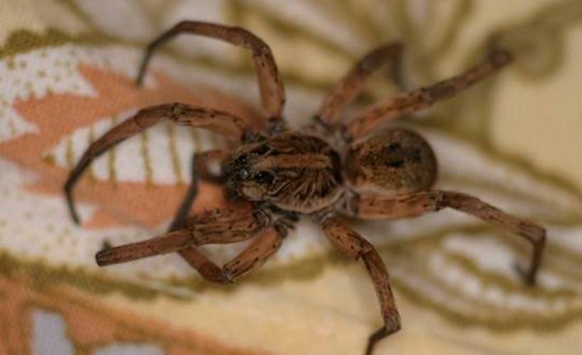 Wolf-Spider.jpg