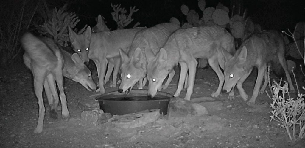 Wildlife Cameras Reveal Unexpected Visitors