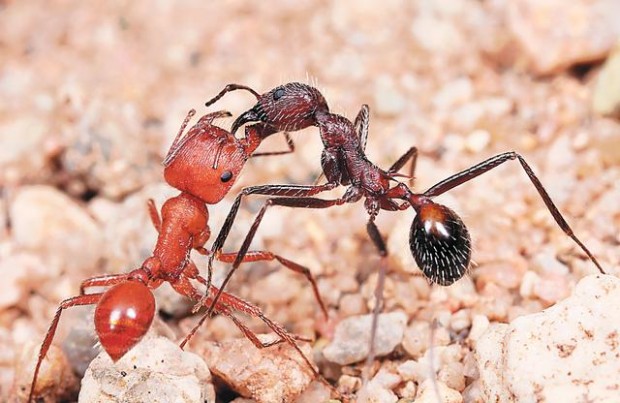 Arizona perfect spot for bug reality show  