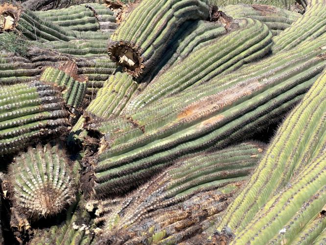 Catalina State Park loses ‘granddaddy’ saguaro