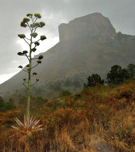 Big Bend NP