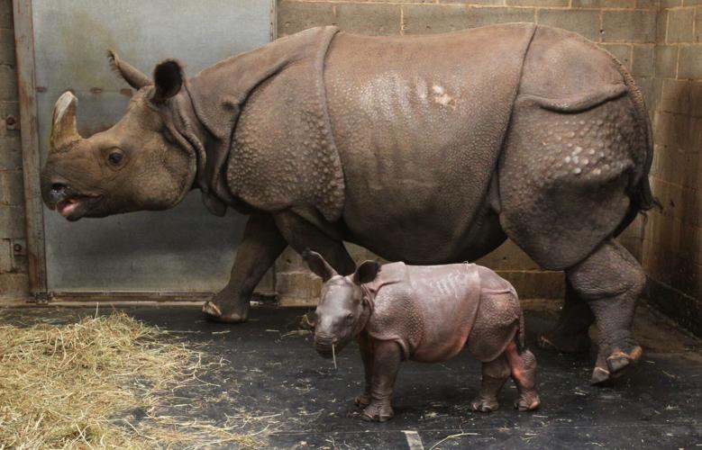 LOCAL BABY RHINOCEROS