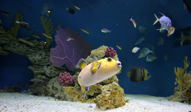 Animals at the Arizona Sonora Desert Museum