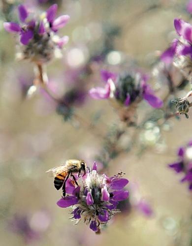 Wildflowers: Grow wild grow free  