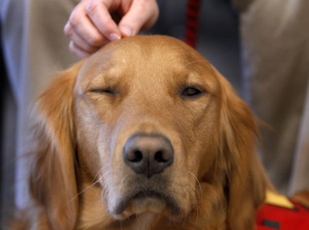 Courthouse dog will comfort kids as they go through a stressful time    