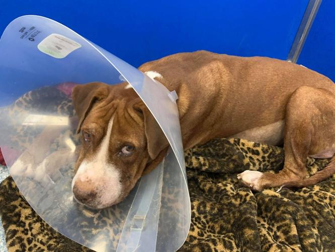 Adopt a friend: Chevy