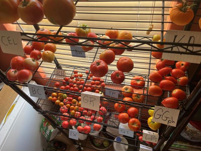 Duncan tomatoes main