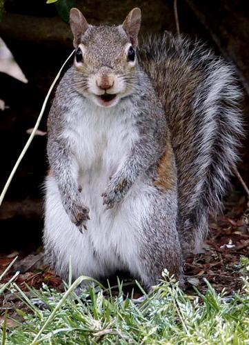 Animal shots of the week