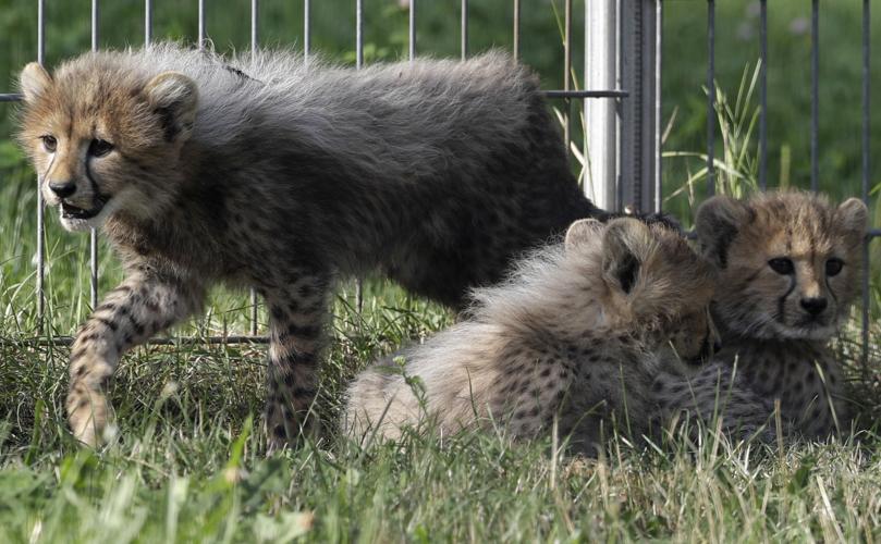 Czech Republic Baby Cheetah Quintuplets