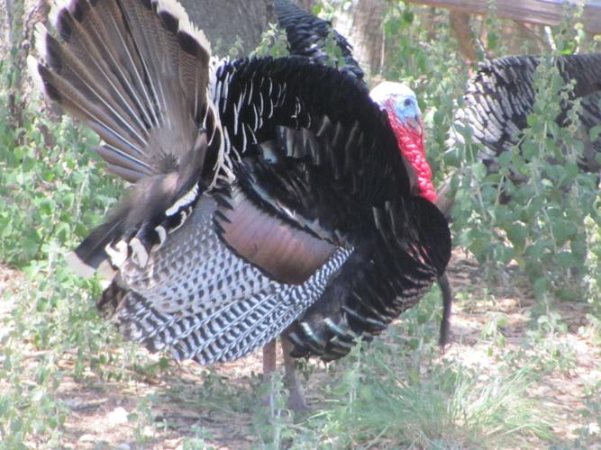 Madera Canyon wild turkey
