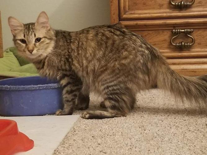 Adopt a friend: Tammy