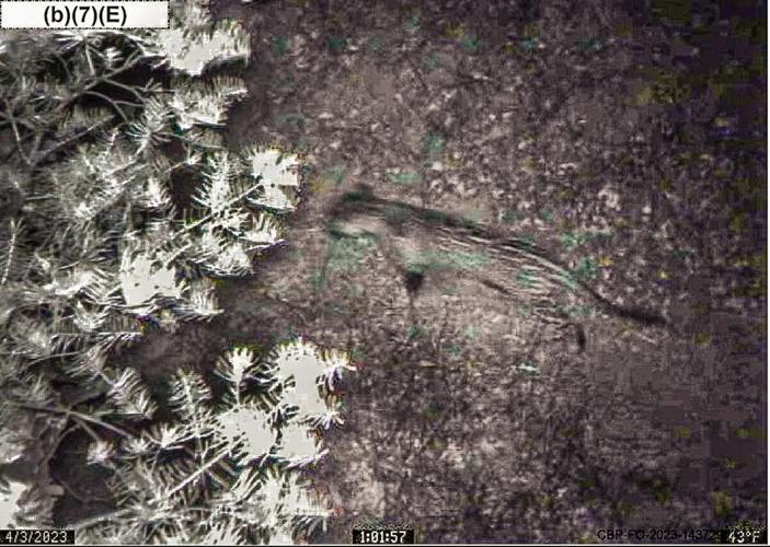 Seeing spots: 2025 ends with new footage of endangered ocelots in Arizona