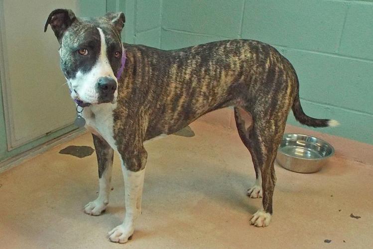 Adopt a friend: Lily