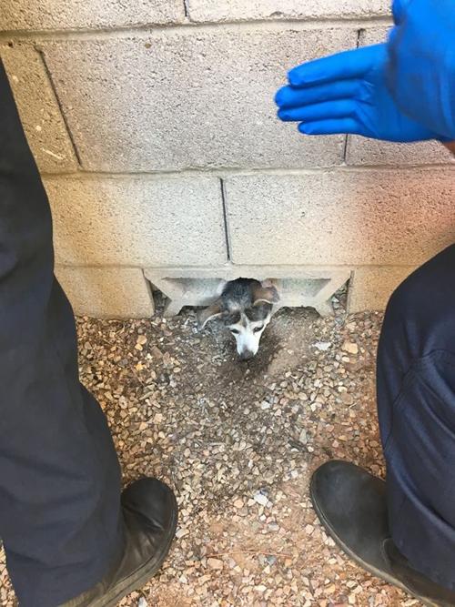 TFD dog rescue