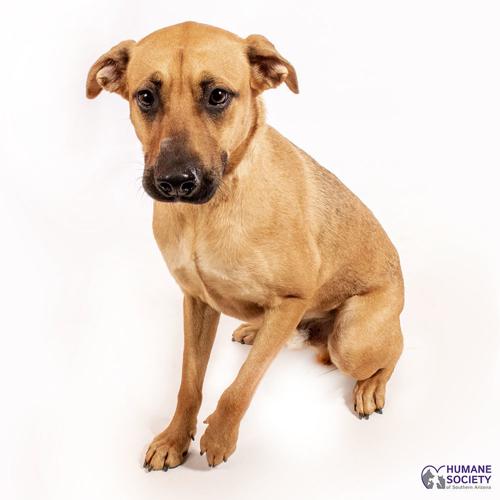 Adopt a friend: Sammy