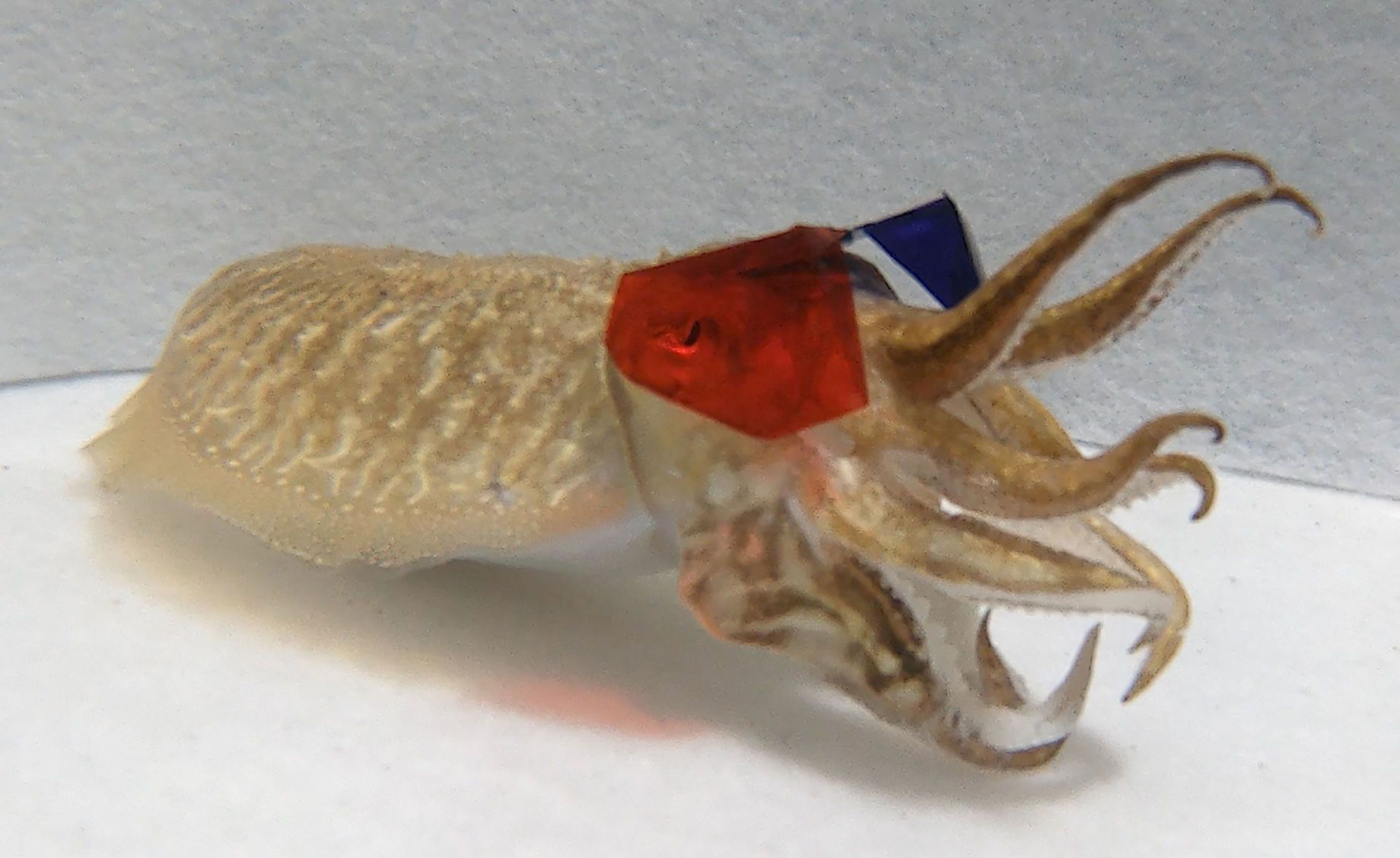 Cuttlefish 3D glasses