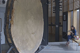 Tree rings hint at how climate change could shift drought in Sonoran Desert