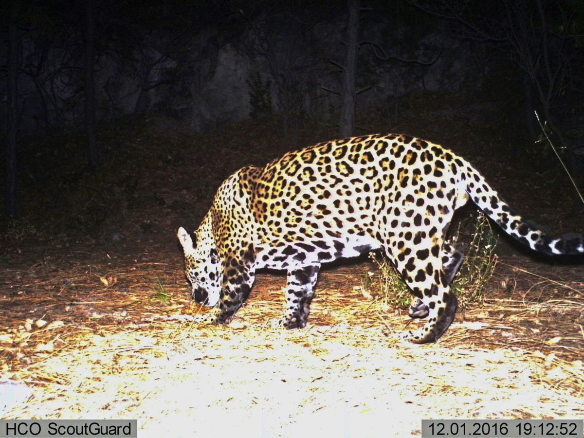 US appeals court to decide fight over huge jaguar habitat ...