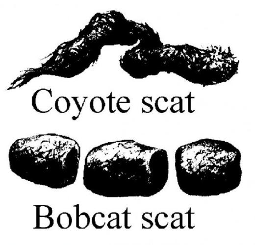 How to read the footprints of desert critters  