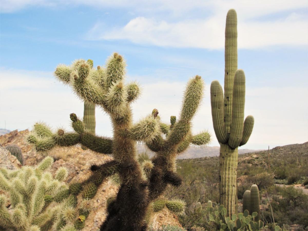 Mature cacti