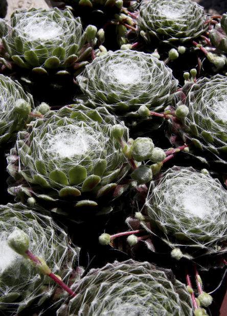 Succulent plants