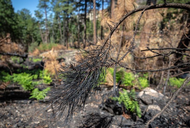 Bighorn Fire burn scar near Palisades Ranger Station