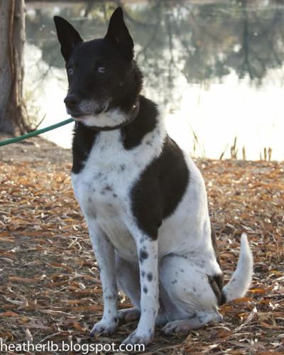 Pima Animal Care Center