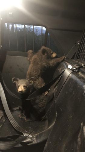 Bear cubs