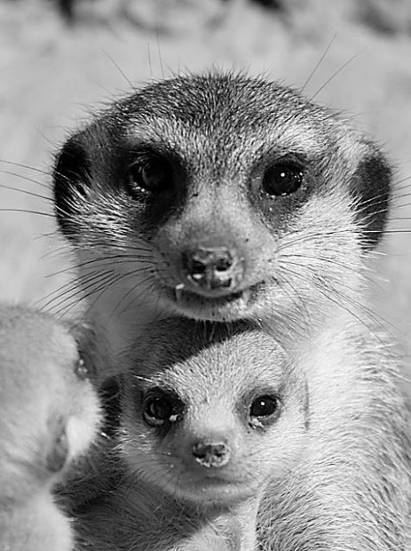 Study: Meerkats teach the young  