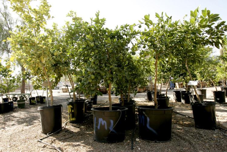 Small fruit, late blooms indicated underwatering