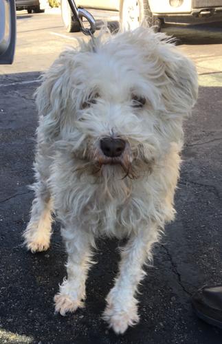 Adopt A Friend: Toby