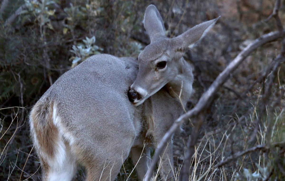 White-tailed deer