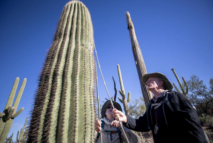 Saguaro cactus census at Saguaro NP