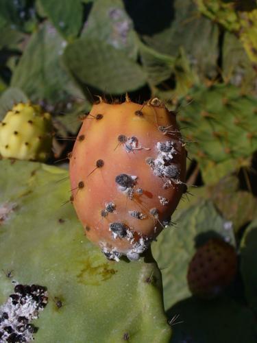 Prickly pear with white patches