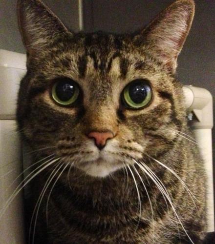 Pima Animal Care Center