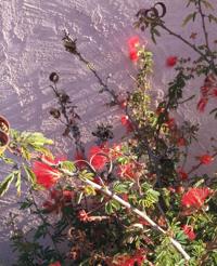 Wrong place for a tree