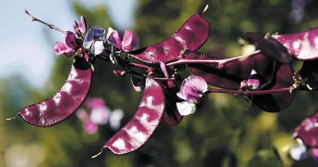 Vines add interest to any landscape  
