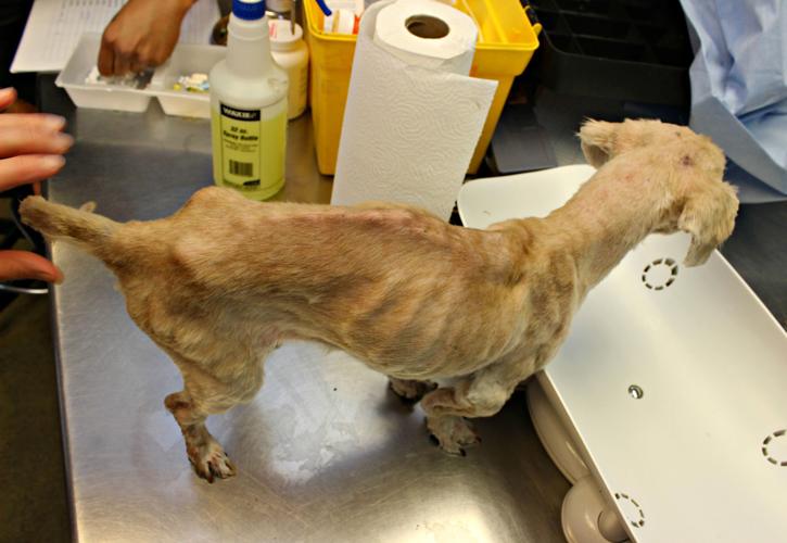 Maya Before - when she arrived at PACC on May 16.