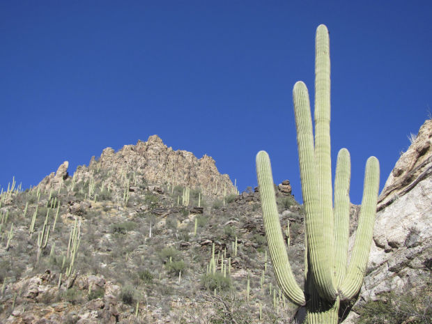 Saguaros and ridges in Sabino Canyon