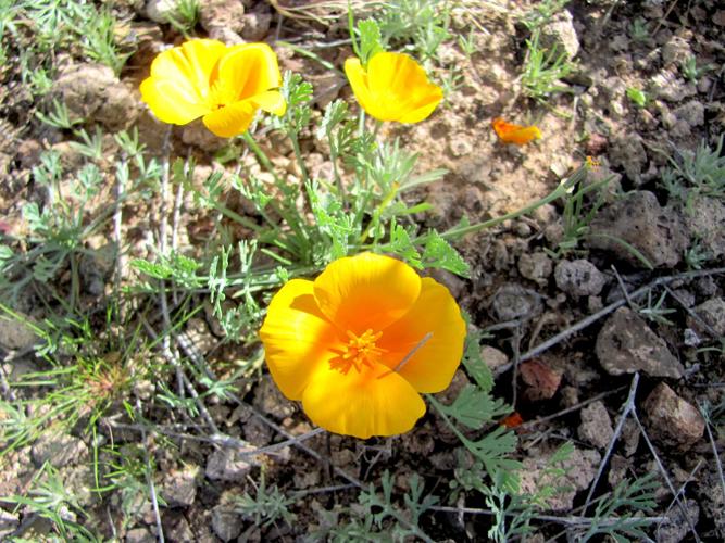 Poppies blooming