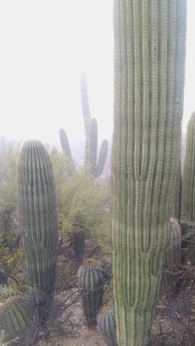Saguaros in fog