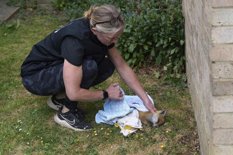 Britain Fox Rescue