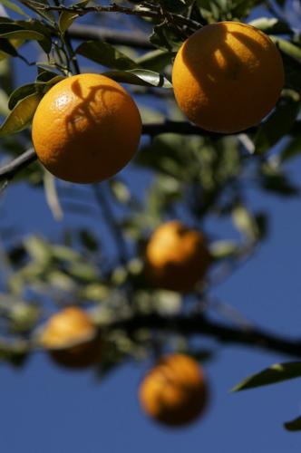 Curling leaves on citrus trees is sign of drought