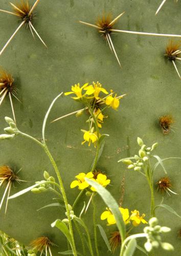 Southwest wildflowers