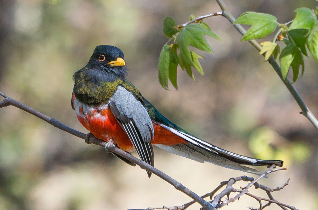 Southeast Arizona Birding Festival brings birders, nature lovers to