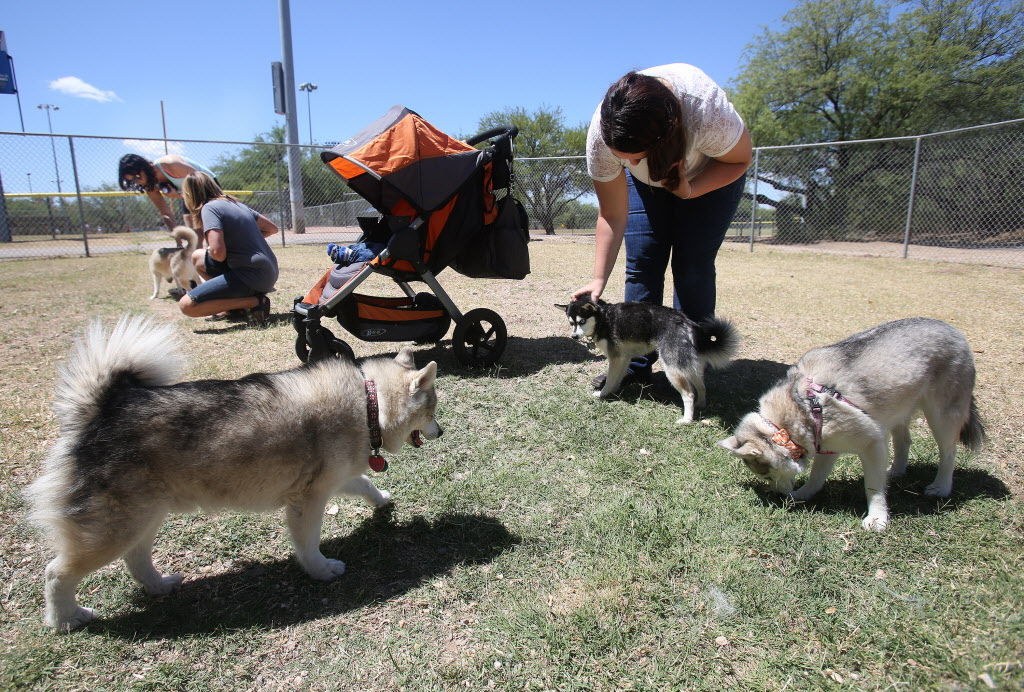 Outlook for McDonald dog park lights getting brighter Pets