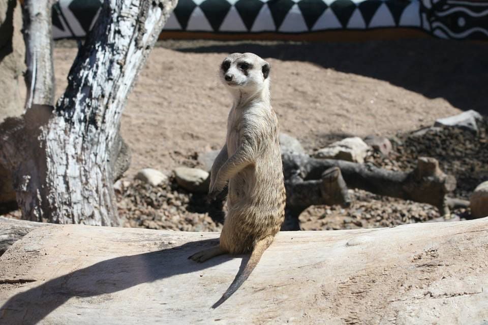 Meerkat exhibit
