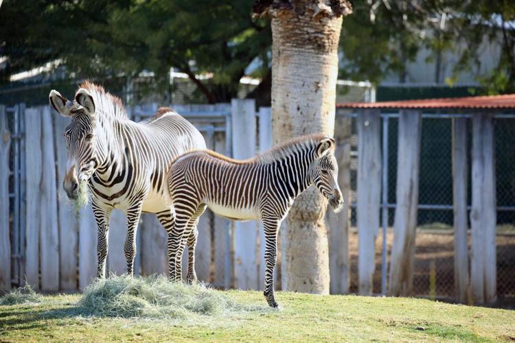 Tucson zoo's zebra foal killed in accident