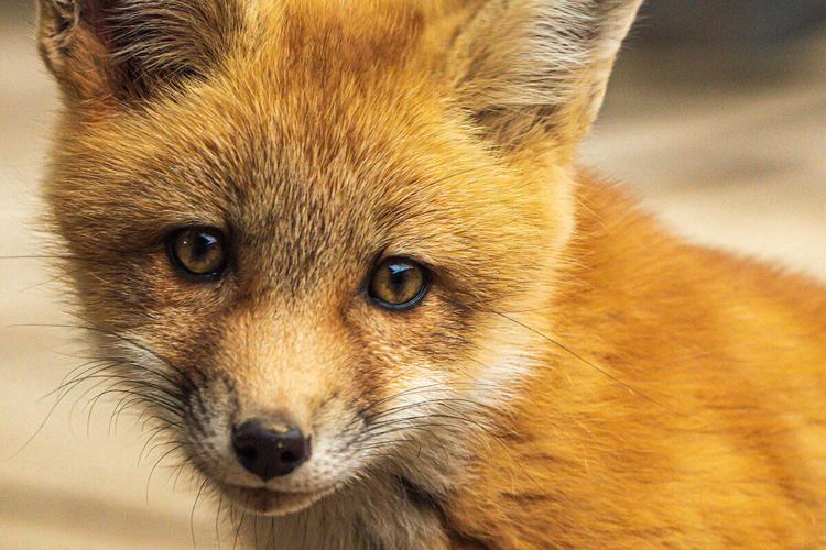 Foxes